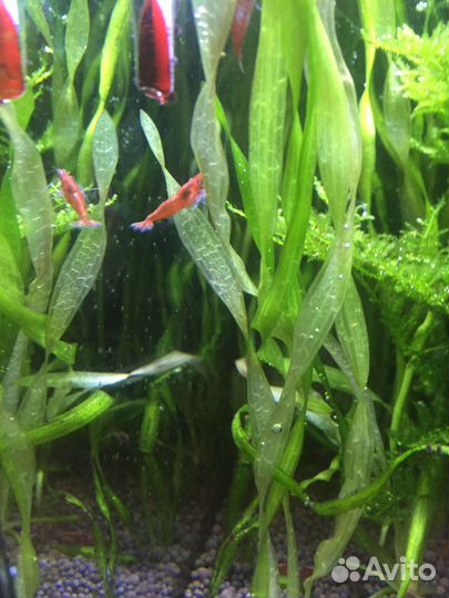 Мох, креветки