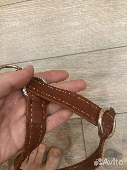 Ошейник для собак