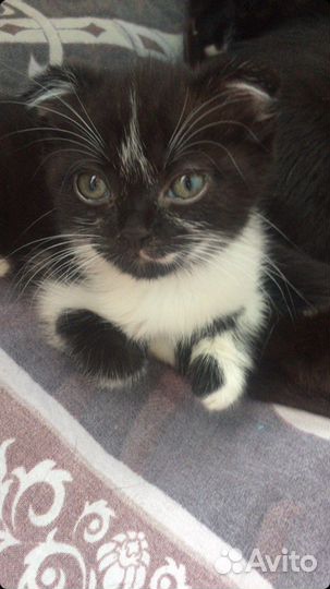 Котенок Плюша