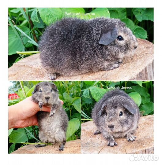 Красивые Морские свинки