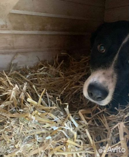 Солома в мешках