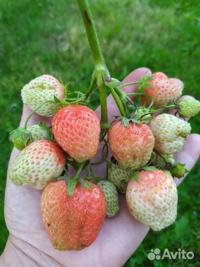 Финская розовая.клубника(земляника)
