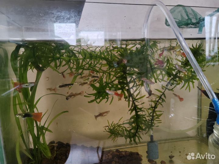 Рыбки - гуппи