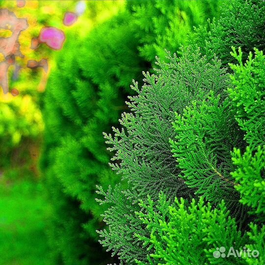 Туя из питомника