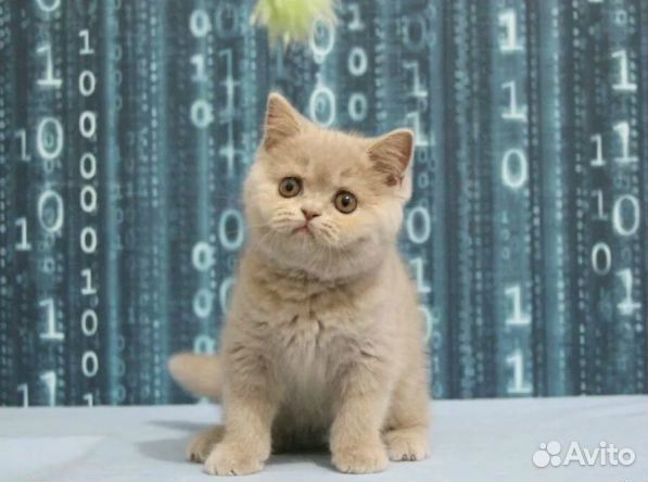 Шикарный лиловый котик Рамон