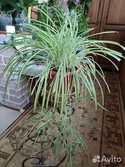 Хлорофитум