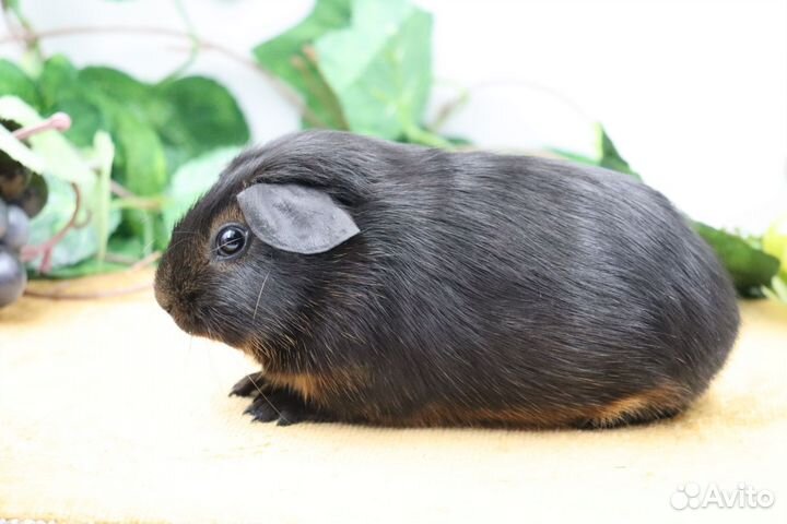 Морские свинки