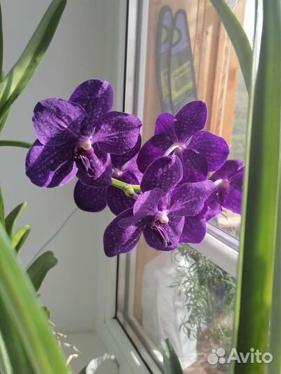 Орхидея Ванда