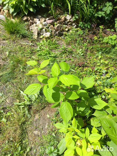 Малина ремонтантная