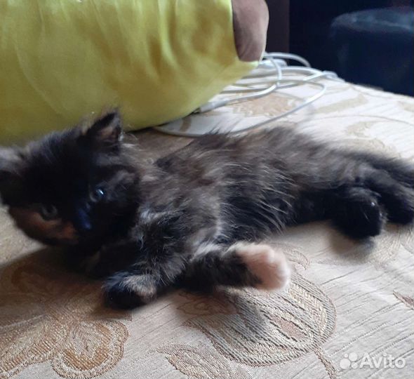 Кошка в дар бесплатно