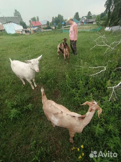 Козы