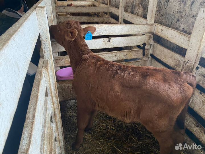 Бычки и телята мясного направления