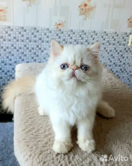 Персидский котенок ред-пойнт