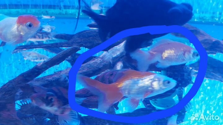 Золотые рыбки