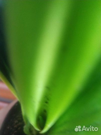 Сансевиерия голден флейм