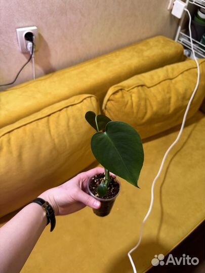 Монстера деликатесная