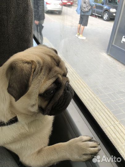 Мопс вязка (мальчик)