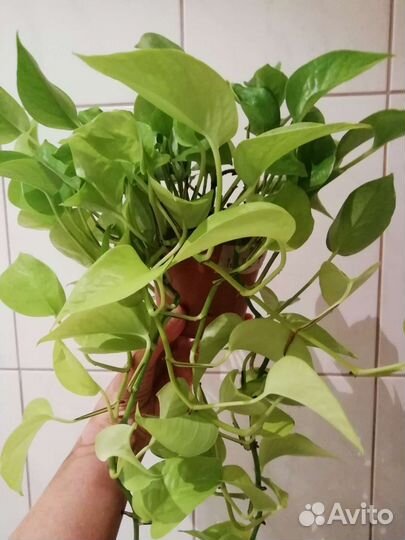 Сортовые сциндапсусы