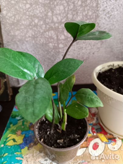 Замиокулькас