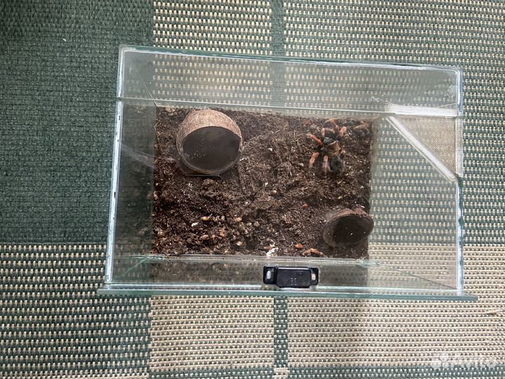 Террариум для паука