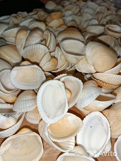 Продам ракушки Скафарки без сколов, отборные