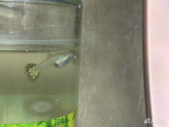 Аквариумные рыбки гуппи