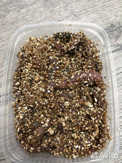 Морской червь нереис крым