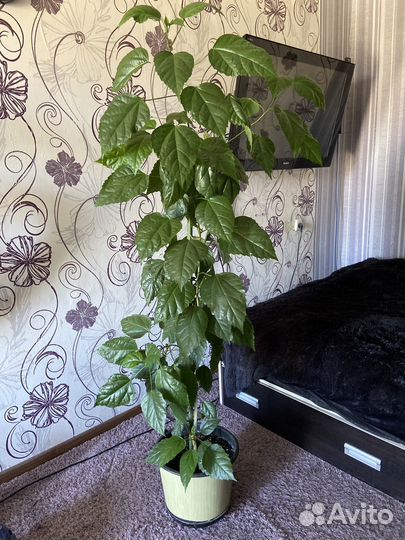 Гибискус китайская роза