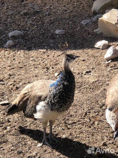 Павлиненок