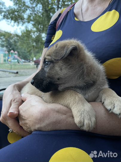 Щенок в добрые руки бесплатно