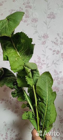 Продам корень и листья хрена