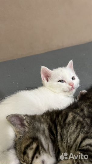 Кошка в дар