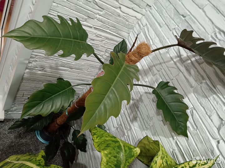 Филодендрон карамель плуто