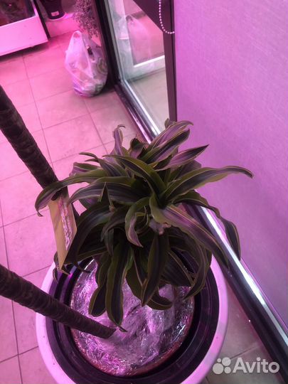 Драцена лимон лайм 155 см 3 ствола