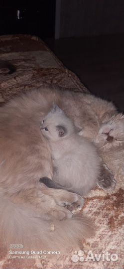 Котенок