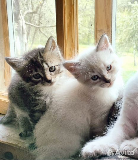 Тайская и лесная кошечки