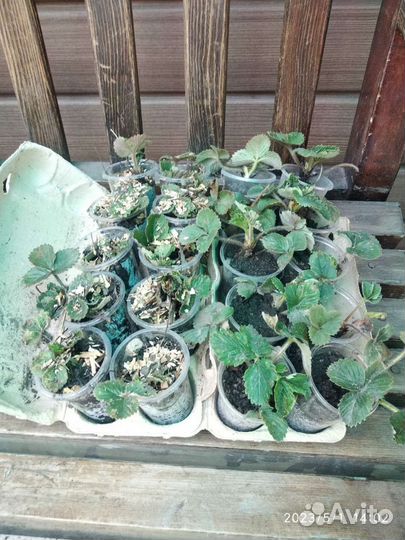 Рассада Виктории