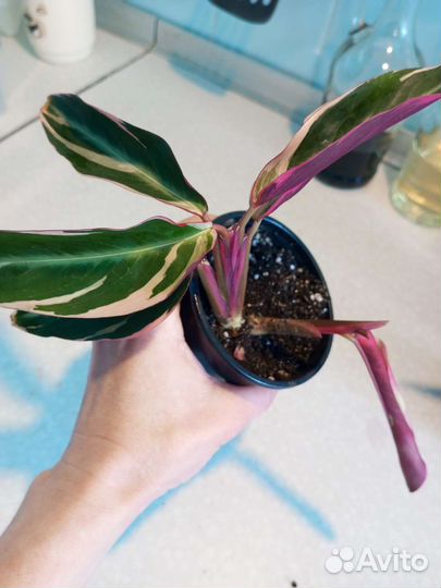 Строманта триколор