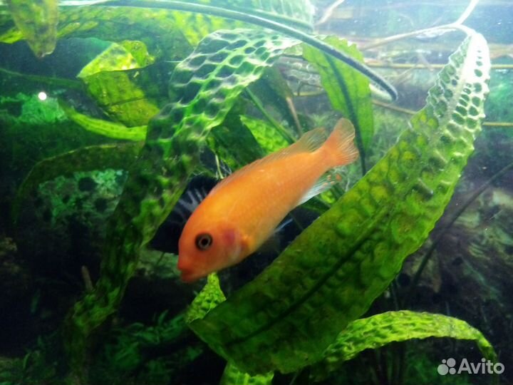 Рыба цыхлиды