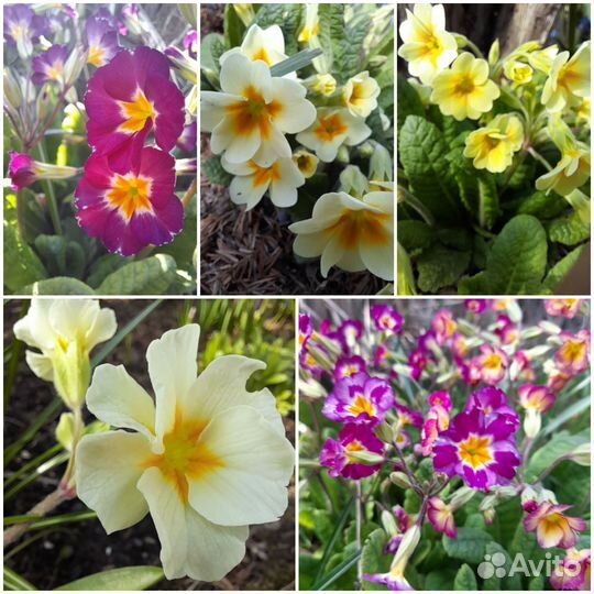 Цветы садовые