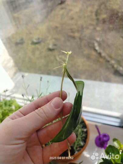 Домашние цветы