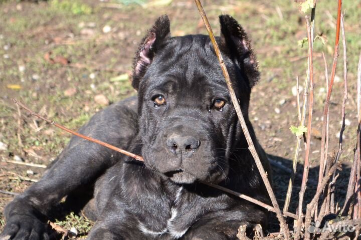 Щенки кане корсо