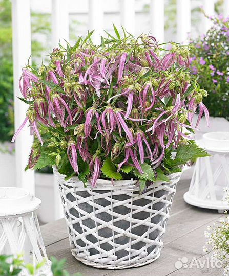 Колокольчик Пинк Октопус