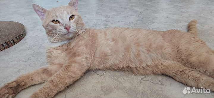 Котик мышелов