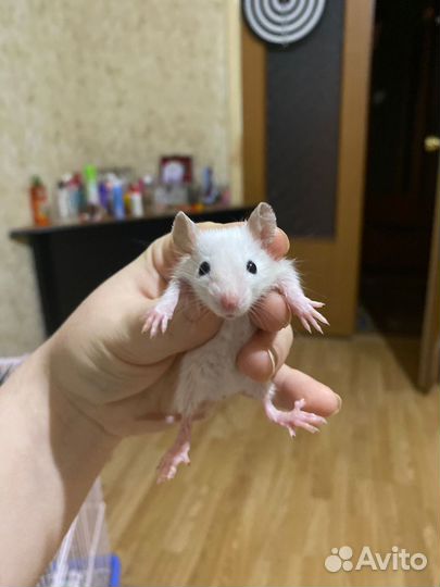 Декоративные крыски