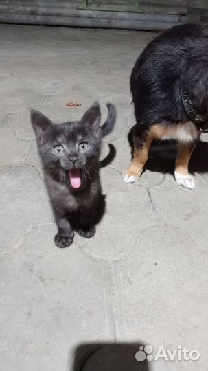 Шотландская кошка,котята в добрые руки