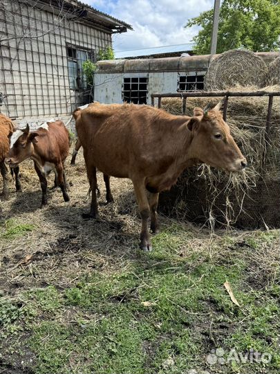 Коровы и телки