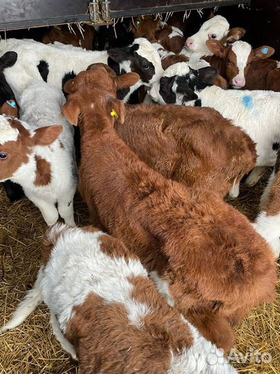 С Телята бычки на откорм