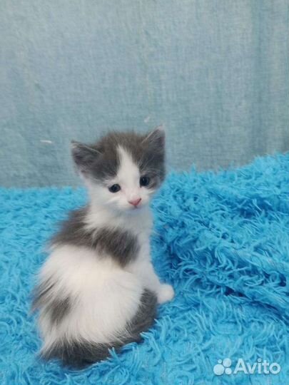 Кошка в дар бесплатно