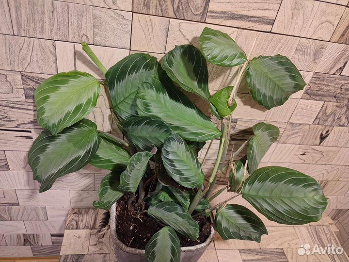 Маранта сильвер бэнд